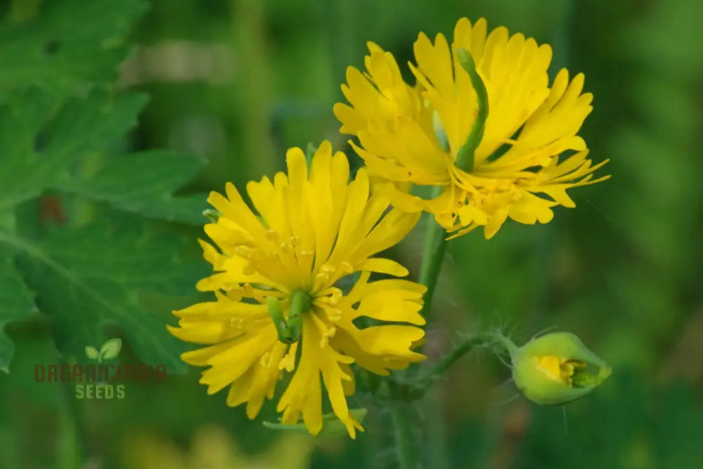 Apollo Chelidonium Majus ’Laciniatum’ Flower Seeds For Planting Premium Variety Garden Seeds