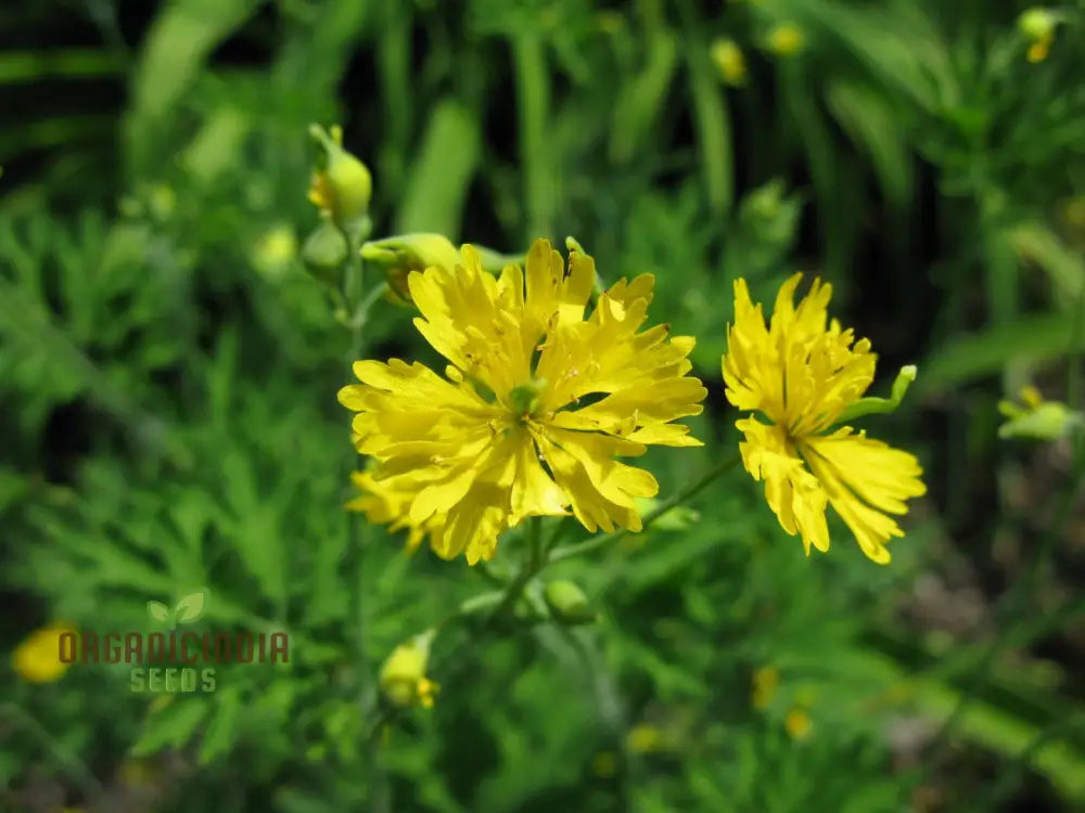 Apollo Chelidonium Majus ’Laciniatum’ Flower Seeds For Planting Premium Variety Garden Seeds