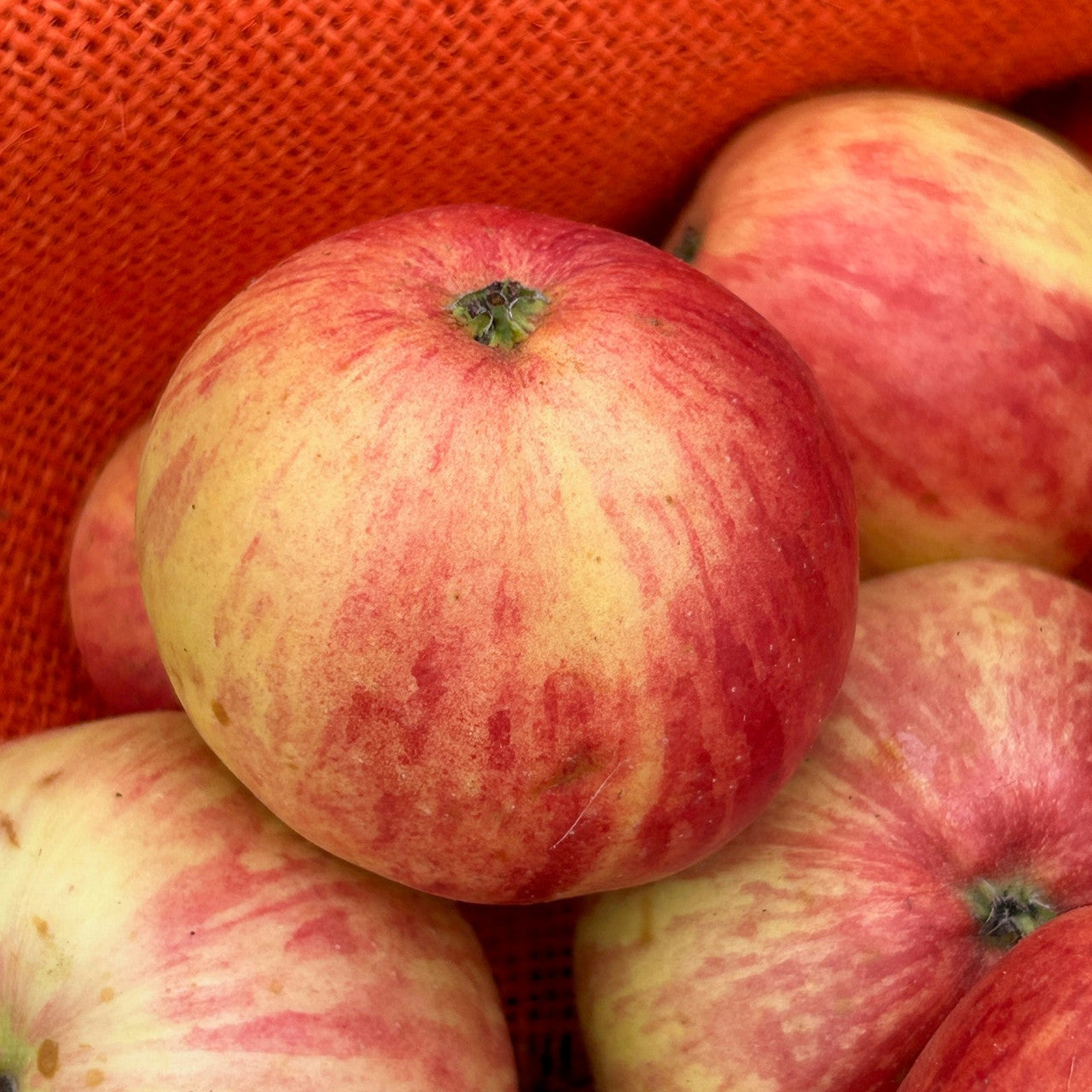 Foxwhelp Apple Seeds for Planting – Traditional Tart & Bold Cider Apples