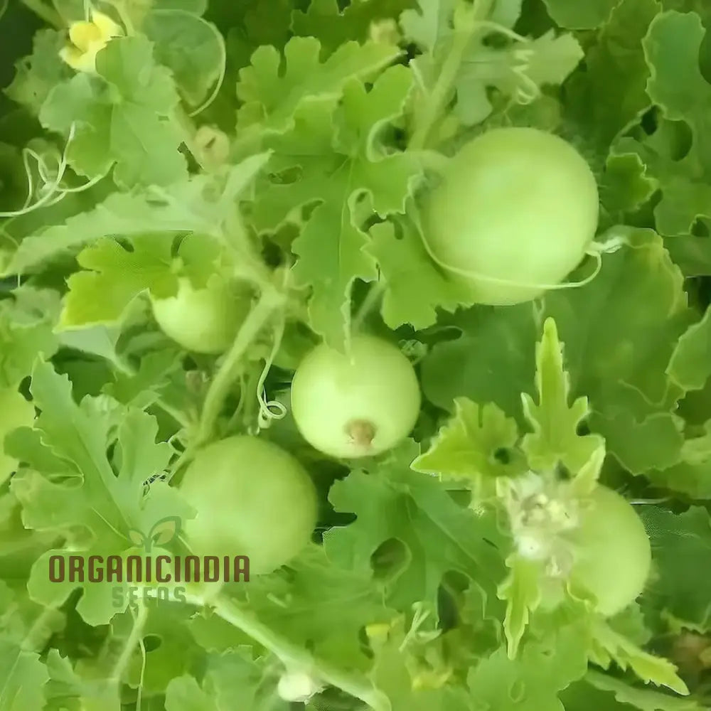 Apple Gourd Vegetable Seeds Growing Delicious And Unique Vegetables In Your Garden