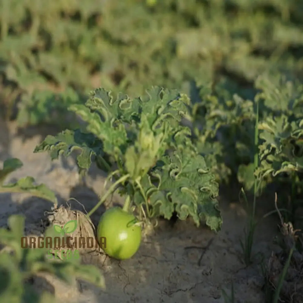 Apple Gourd Vegetable Seeds Growing Delicious And Unique Vegetables In Your Garden