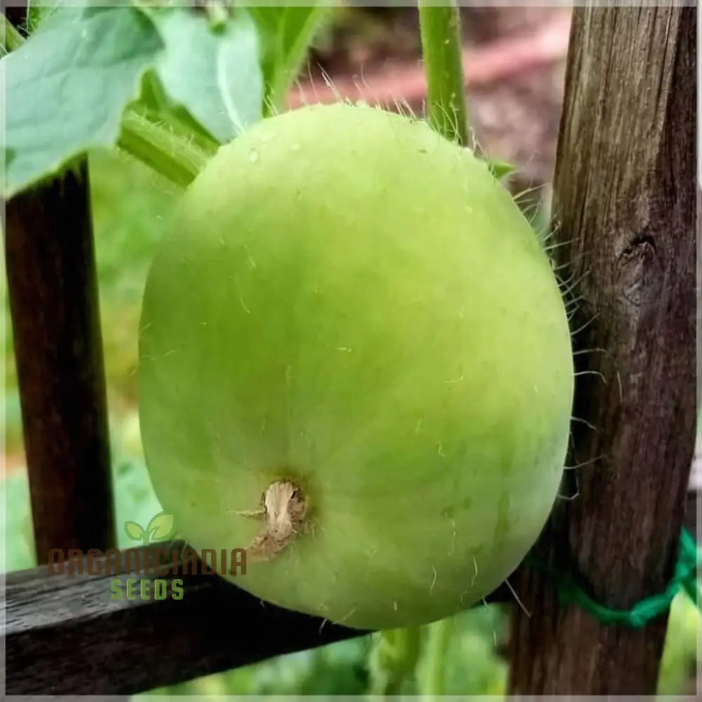 Apple Gourd Vegetable Seeds Growing Delicious And Unique Vegetables In Your Garden