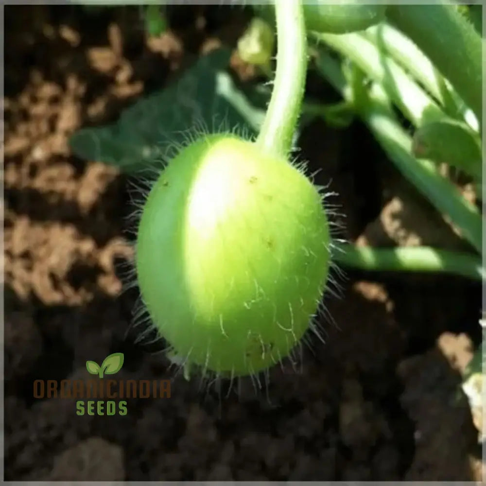 Apple Gourd Vegetable Seeds Growing Delicious And Unique Vegetables In Your Garden