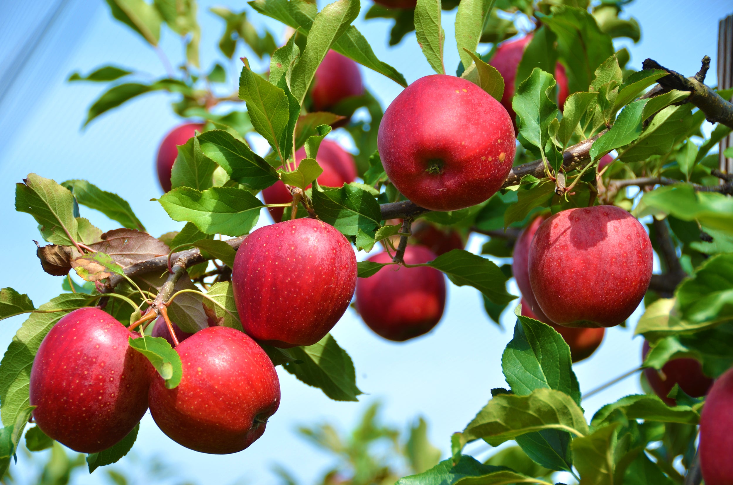 Stayman Winesap Apple Seeds for Planting – Tart, Spicy & Flavorful Heirloom Apples