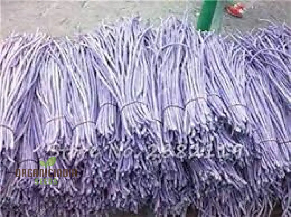 Aquarium Fish Tank Grass Seeds For Planting - 100 Pcs Plant