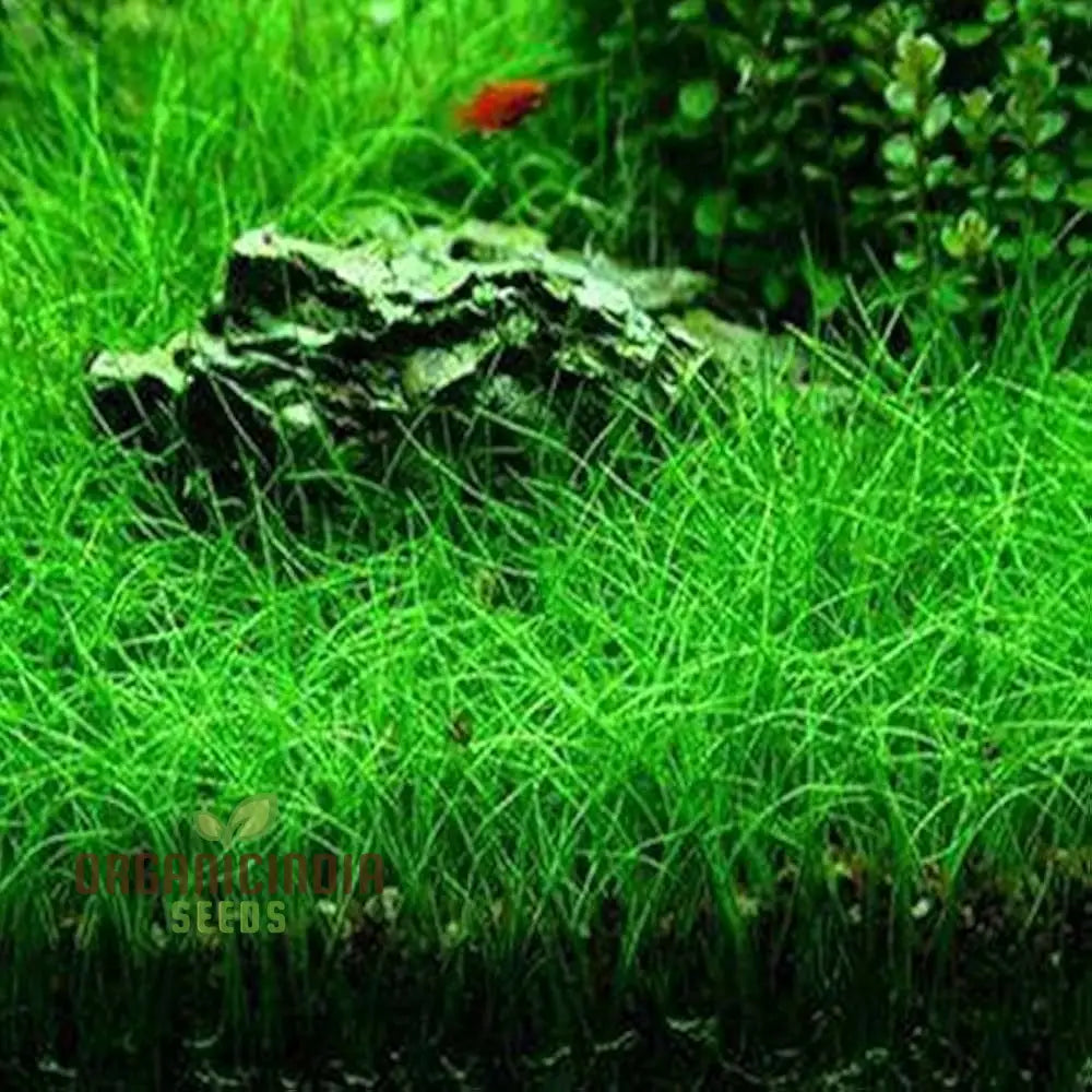 Aquarium Fish Tank Grass Seeds For Planting - 100 Pcs Plant