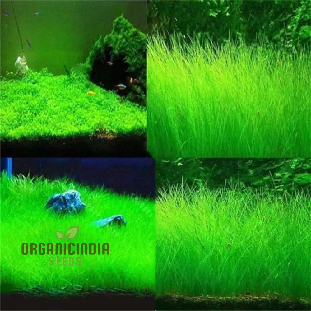 Aquarium Fish Tank Grass Seeds For Planting - 100 Pcs Plant