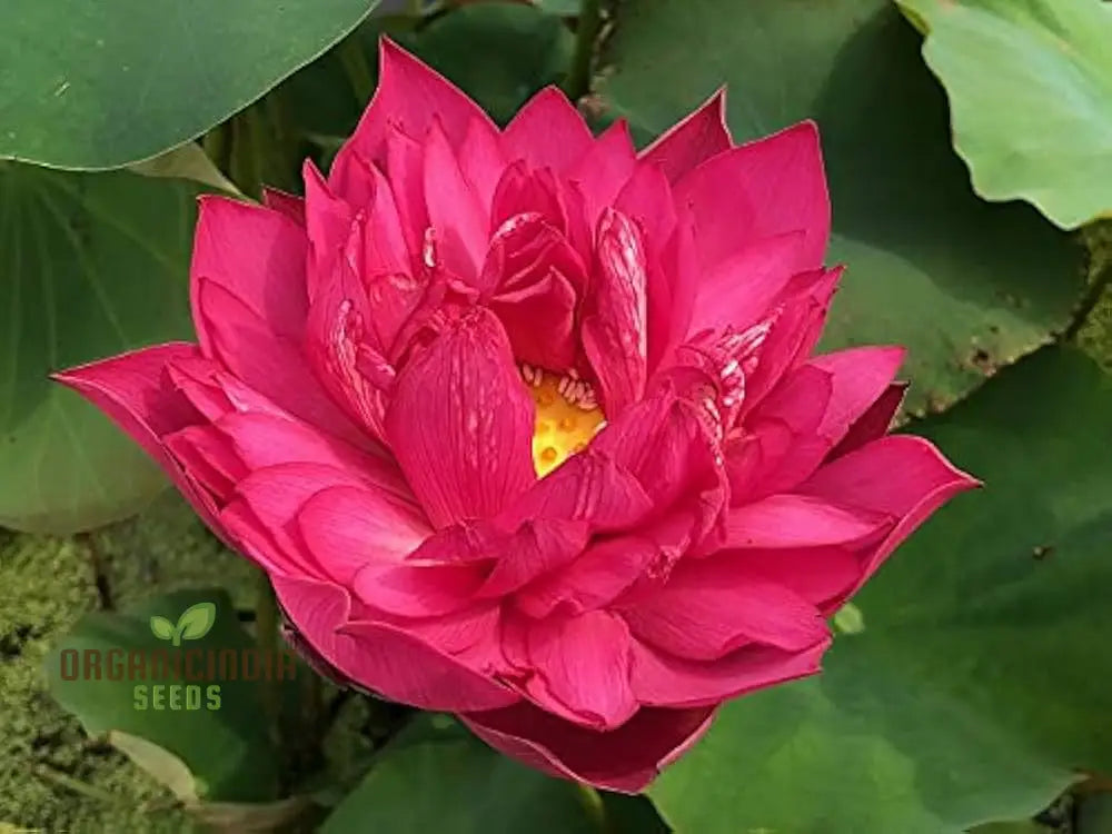 Aquatic Lotus Seeds (Nelumbo Nucifera Crimson) Comprehensive Guide For Planting And Growing Vibrant