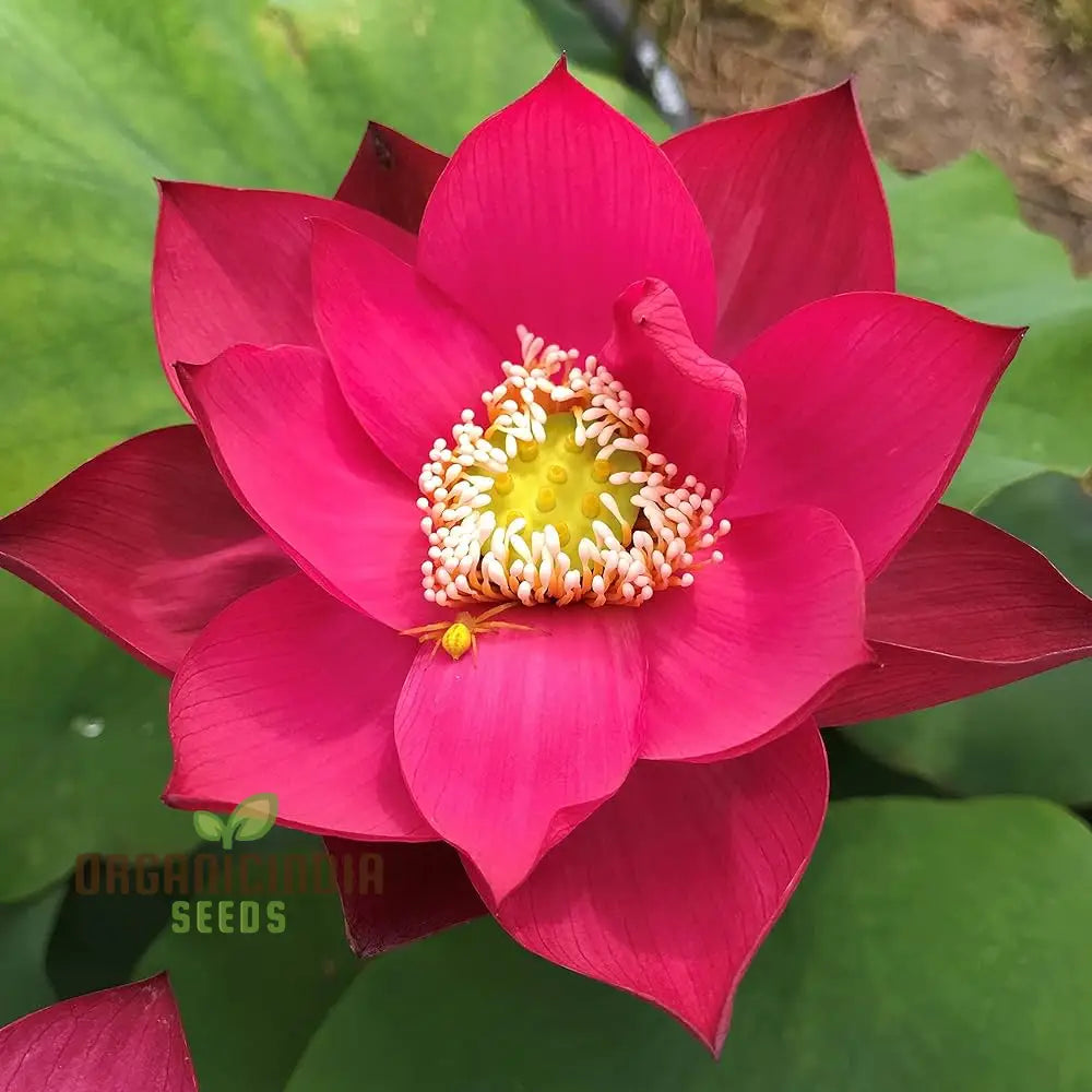 Aquatic Lotus Seeds (Nelumbo Nucifera Crimson) Comprehensive Guide For Planting And Growing Vibrant