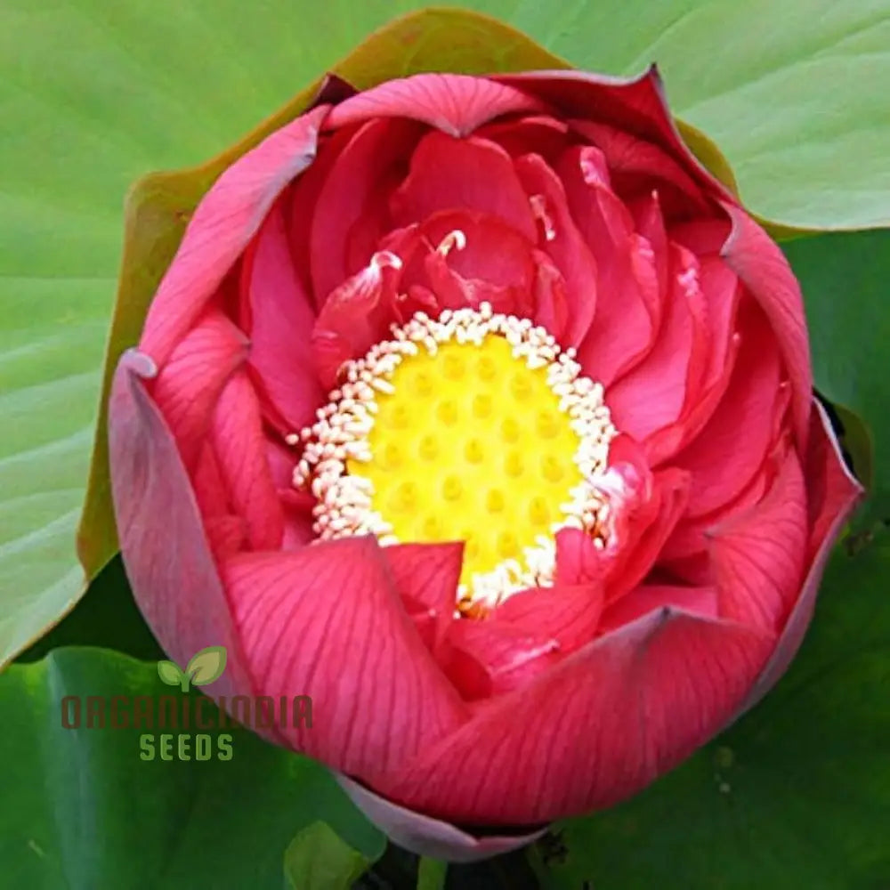 Aquatic Lotus Seeds (Nelumbo Nucifera Crimson) Comprehensive Guide For Planting And Growing Vibrant