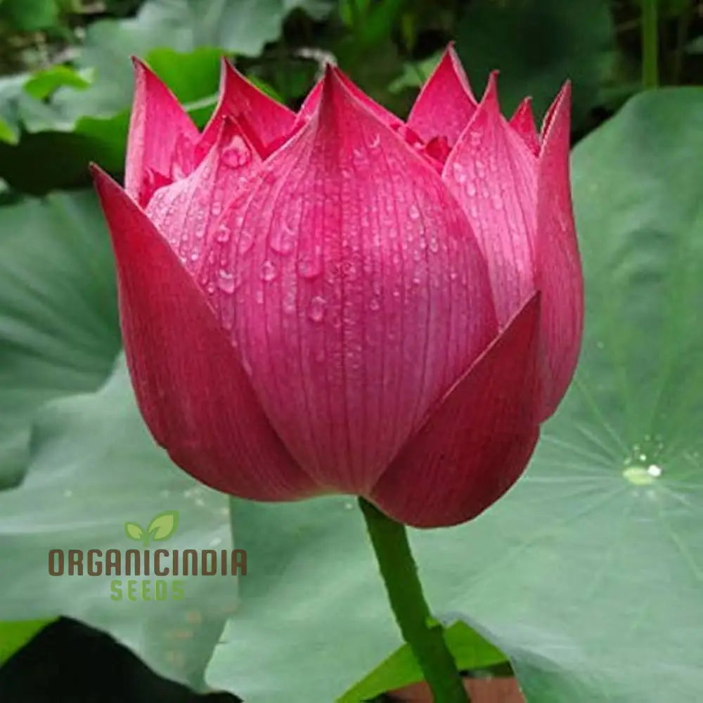 Aquatic Lotus Seeds (Nelumbo Nucifera Crimson) Comprehensive Guide For Planting And Growing Vibrant