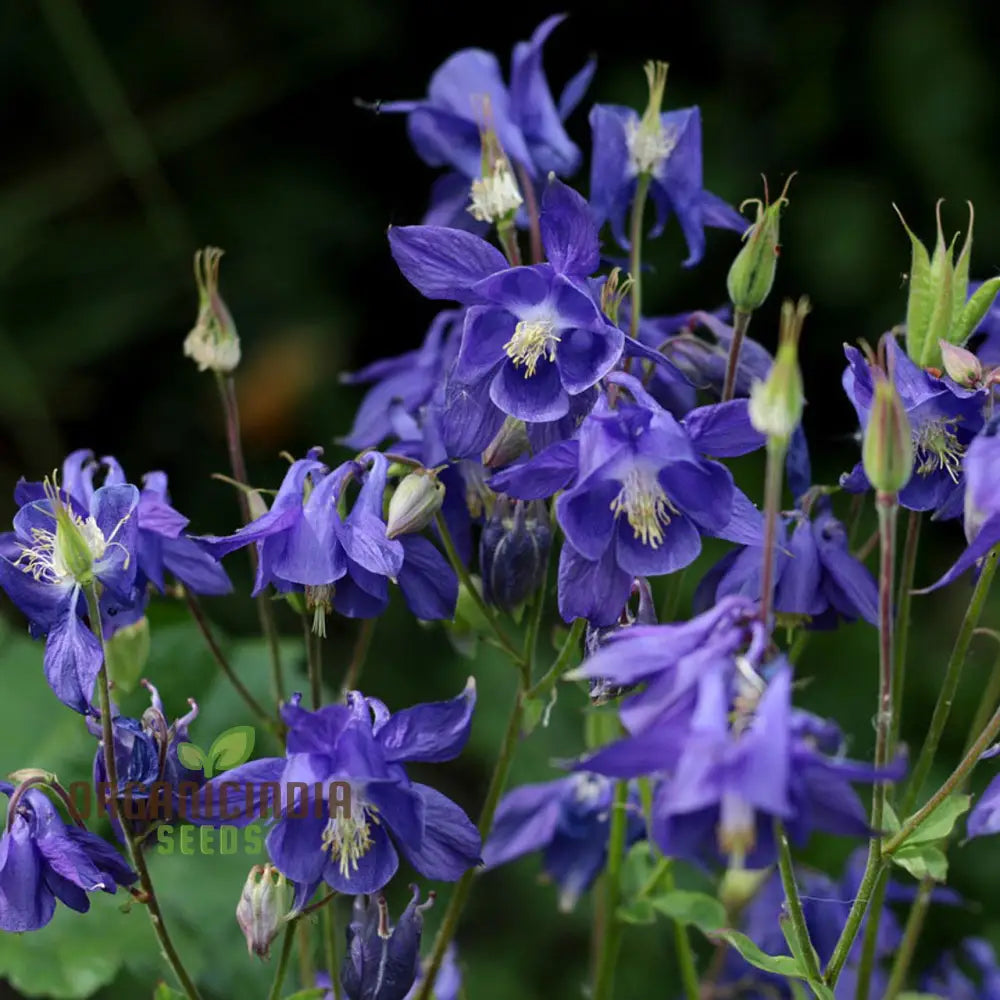 Aquilegia Alpina Seeds For Gardening Enthusiasts - Rare Columbine Flower Hardy Perennial Plant Easy