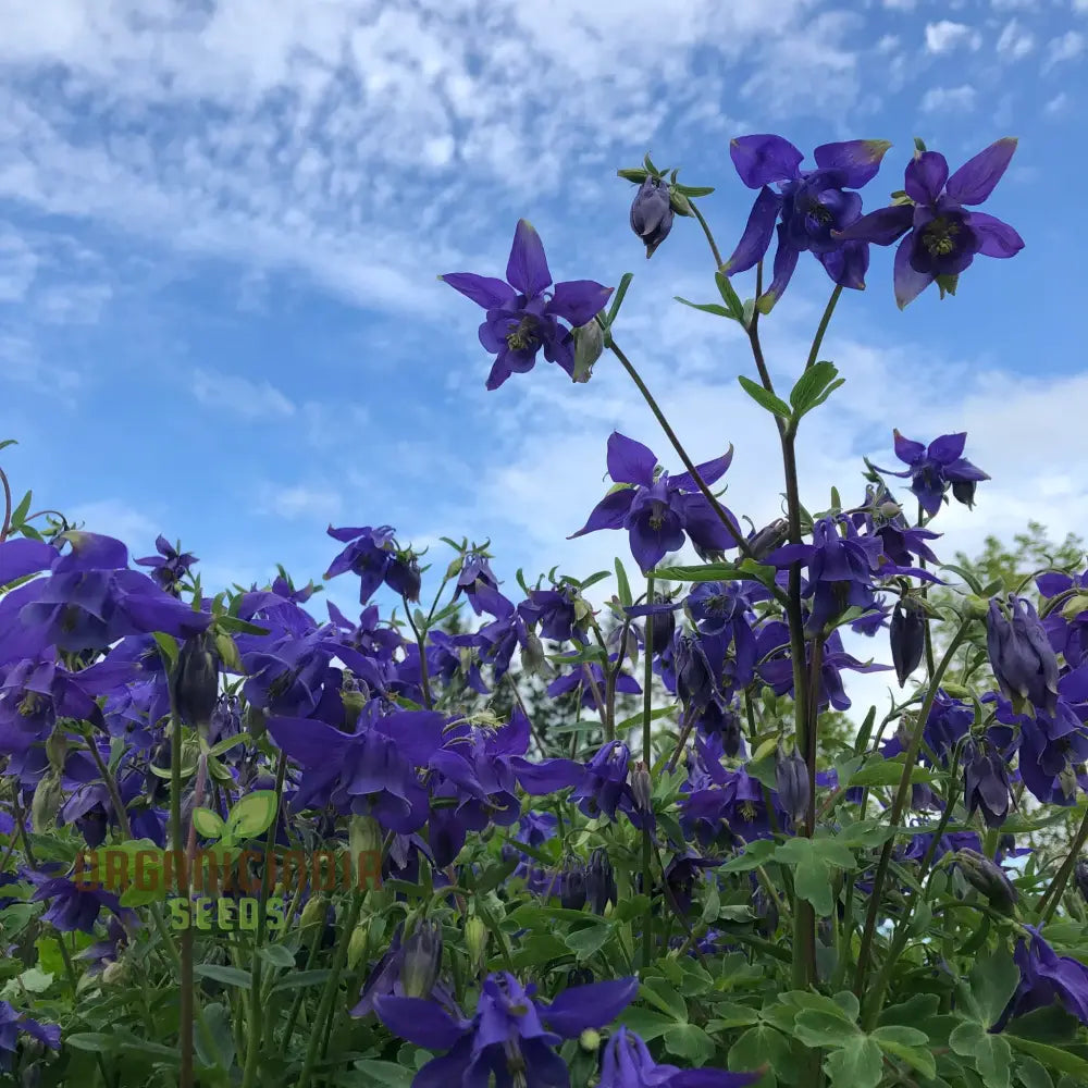 Aquilegia Alpina Seeds For Gardening Enthusiasts - Rare Columbine Flower Hardy Perennial Plant Easy