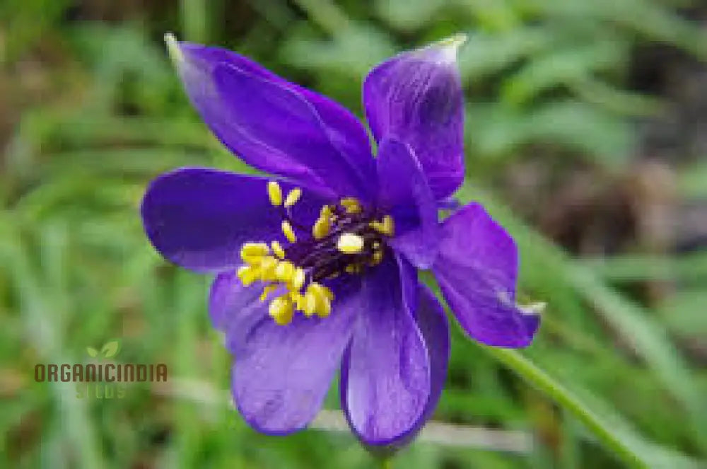 Aquilegia Alpina Seeds For Gardening Enthusiasts - Rare Columbine Flower Hardy Perennial Plant Easy