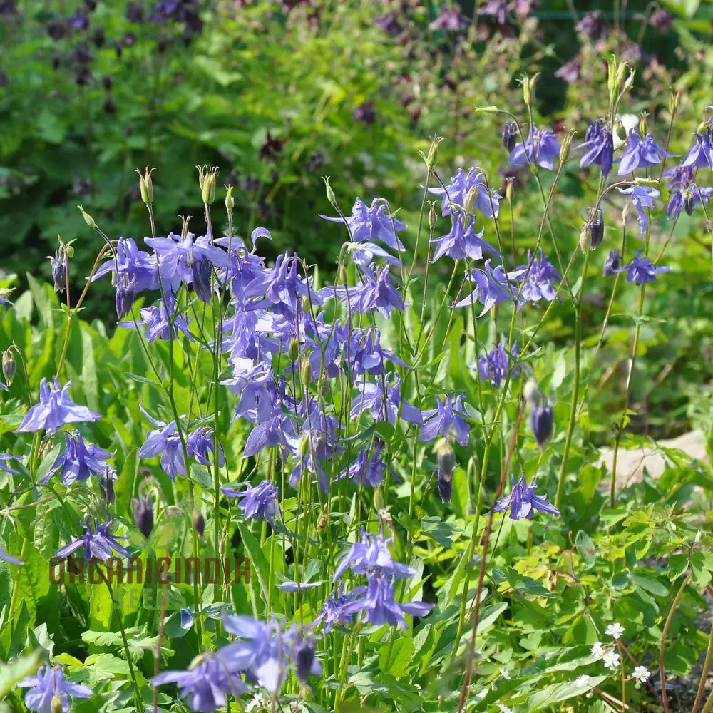 Aquilegia Alpina Seeds For Gardening Enthusiasts - Rare Columbine Flower Hardy Perennial Plant Easy