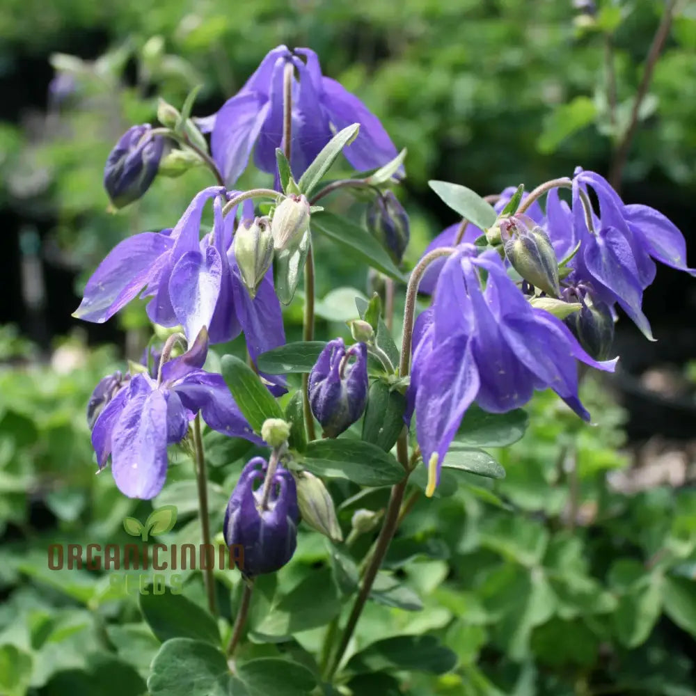 Aquilegia Alpina Seeds For Gardening Enthusiasts - Rare Columbine Flower Hardy Perennial Plant Easy