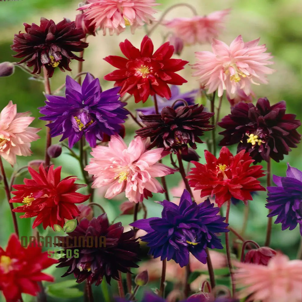 Aquilegia Barlow Mixed Seeds – Elevate Your Gardening Experience With Diverse Stunning Blooms!