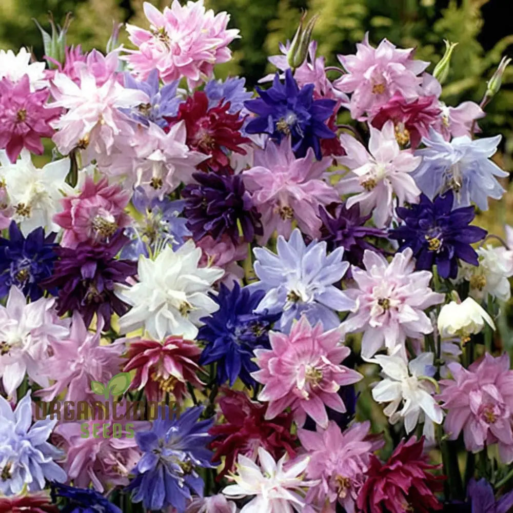 Aquilegia Barlow Mixed Seeds – Elevate Your Gardening Experience With Diverse Stunning Blooms!