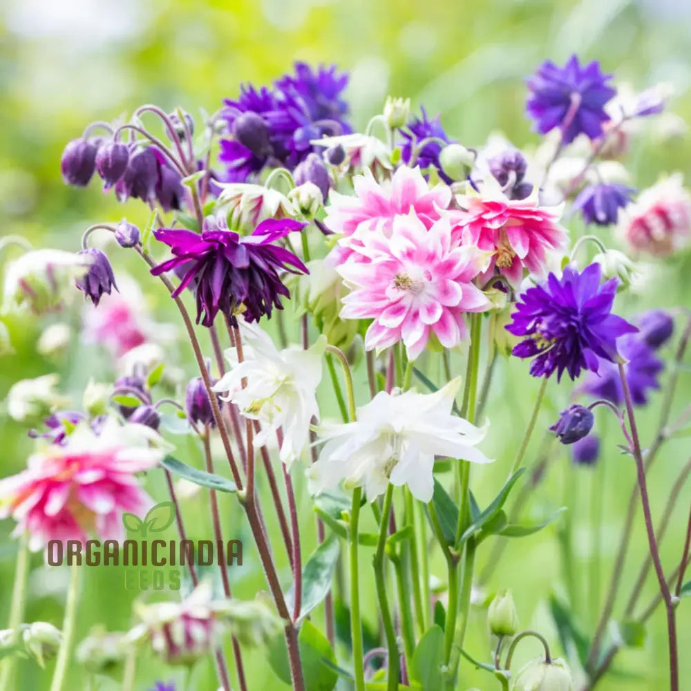 Aquilegia Barlow Mixed Seeds – Elevate Your Gardening Experience With Diverse Stunning Blooms!