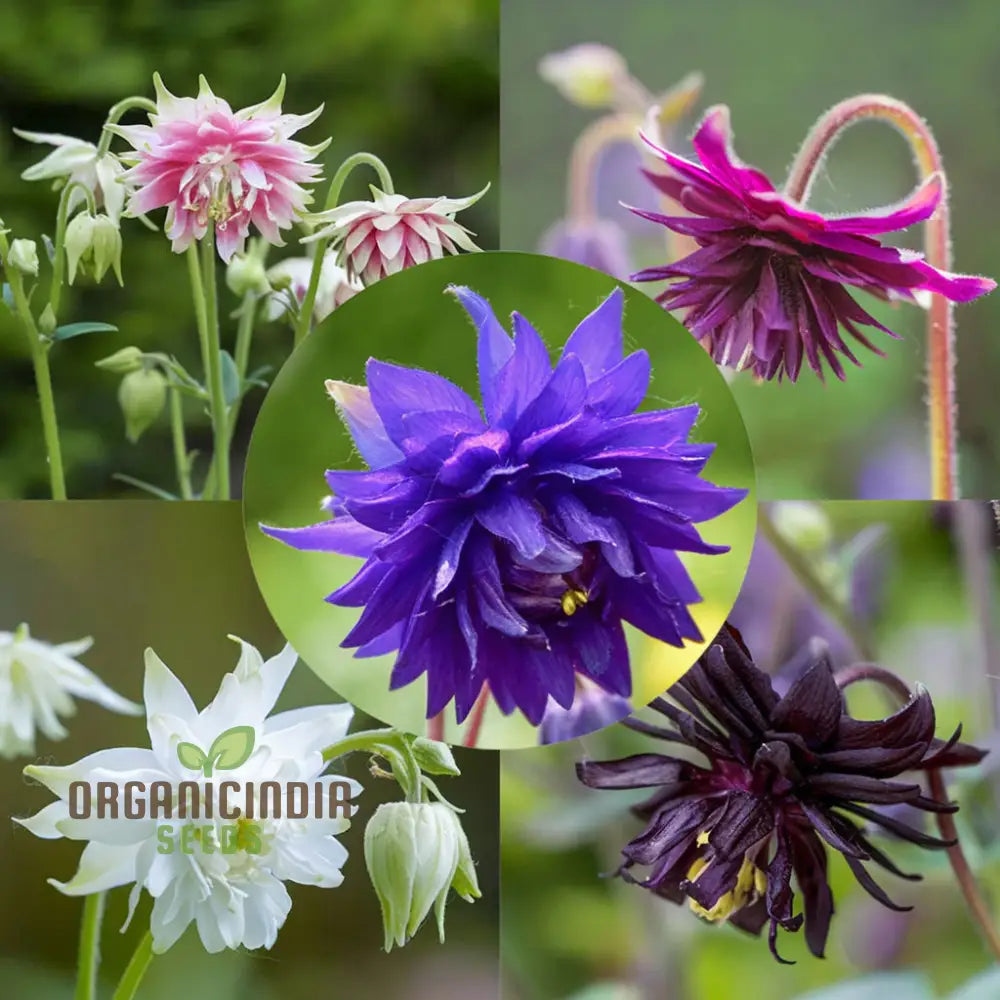 Aquilegia Barlow Mixed Seeds – Elevate Your Gardening Experience With Diverse Stunning Blooms!