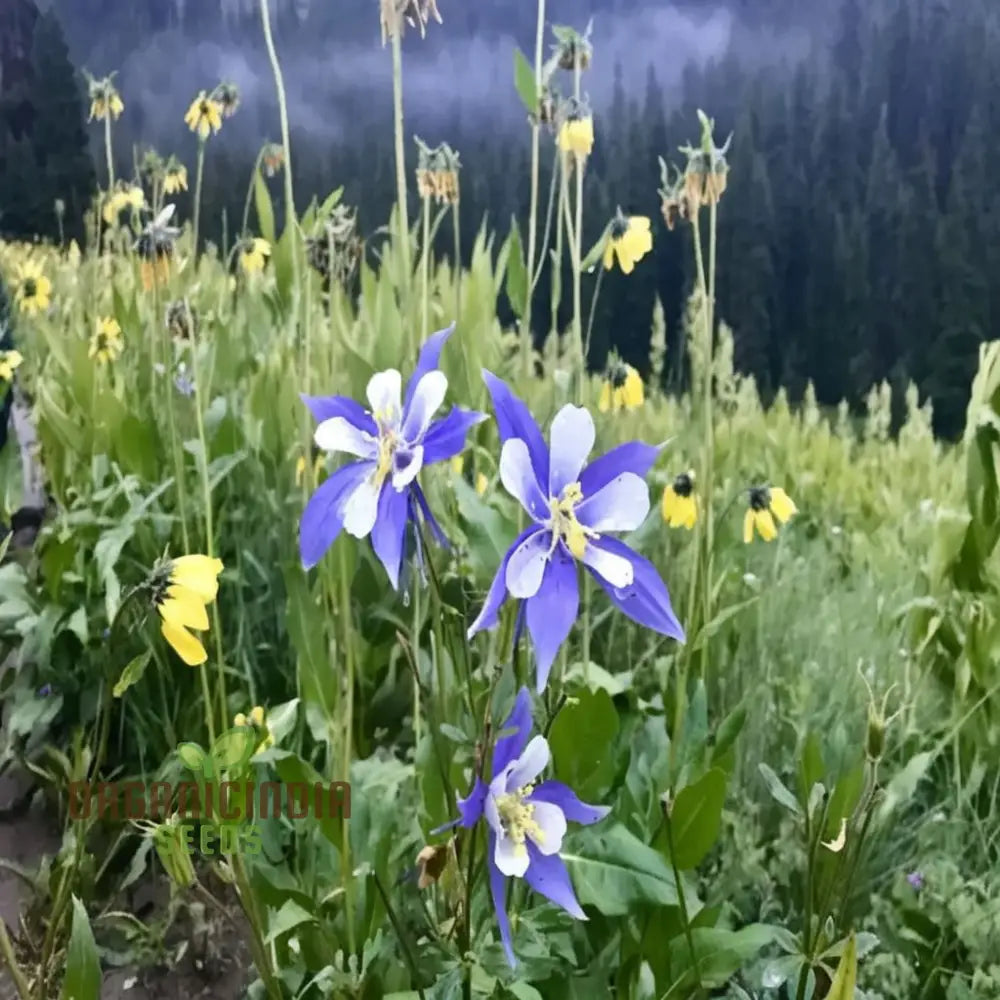 Aquilegia Blue Columbine Flower Seeds - Delicate Blooms For Enchanting Garden Borders Seeds