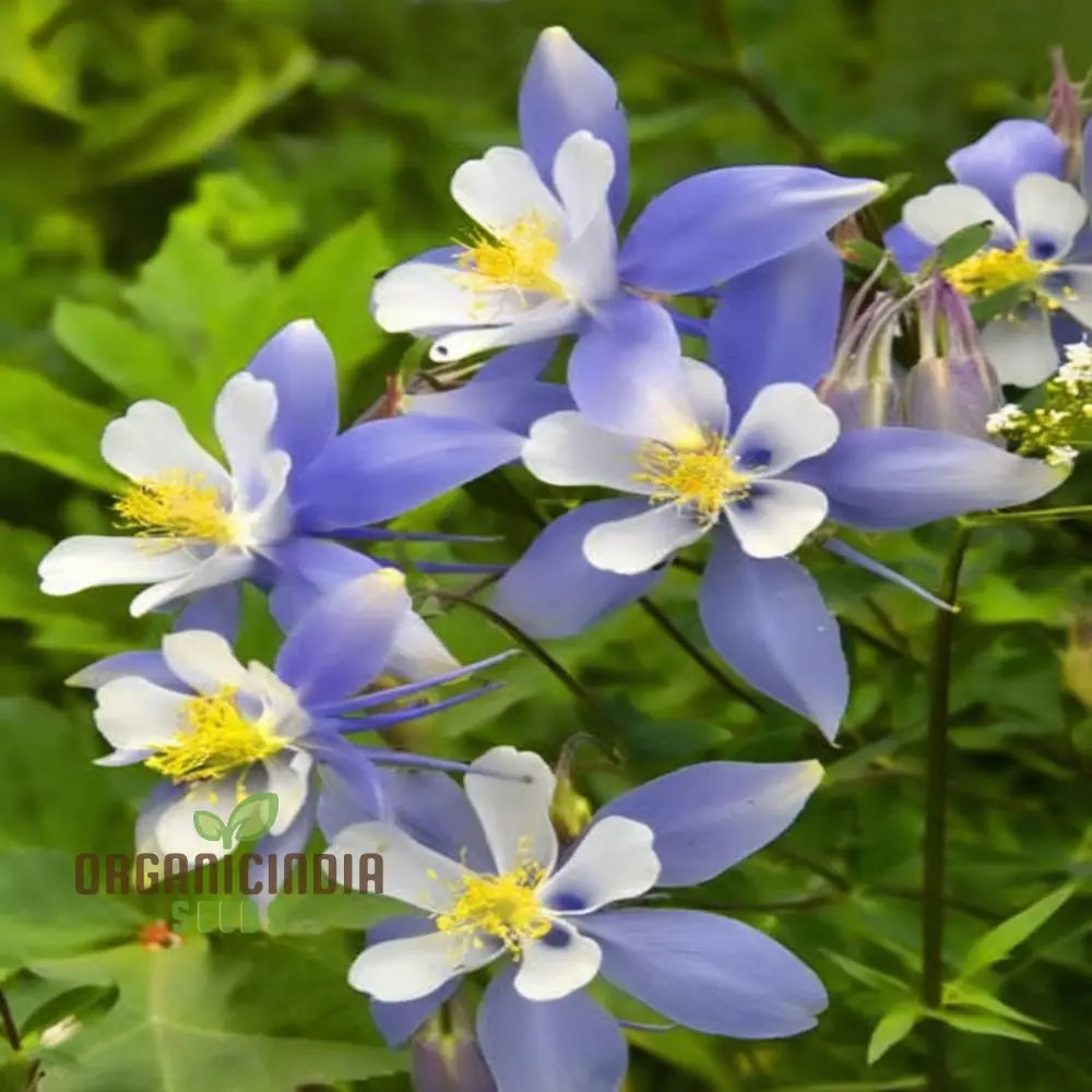 Aquilegia Blue Columbine Flower Seeds - Delicate Blooms For Enchanting Garden Borders Seeds