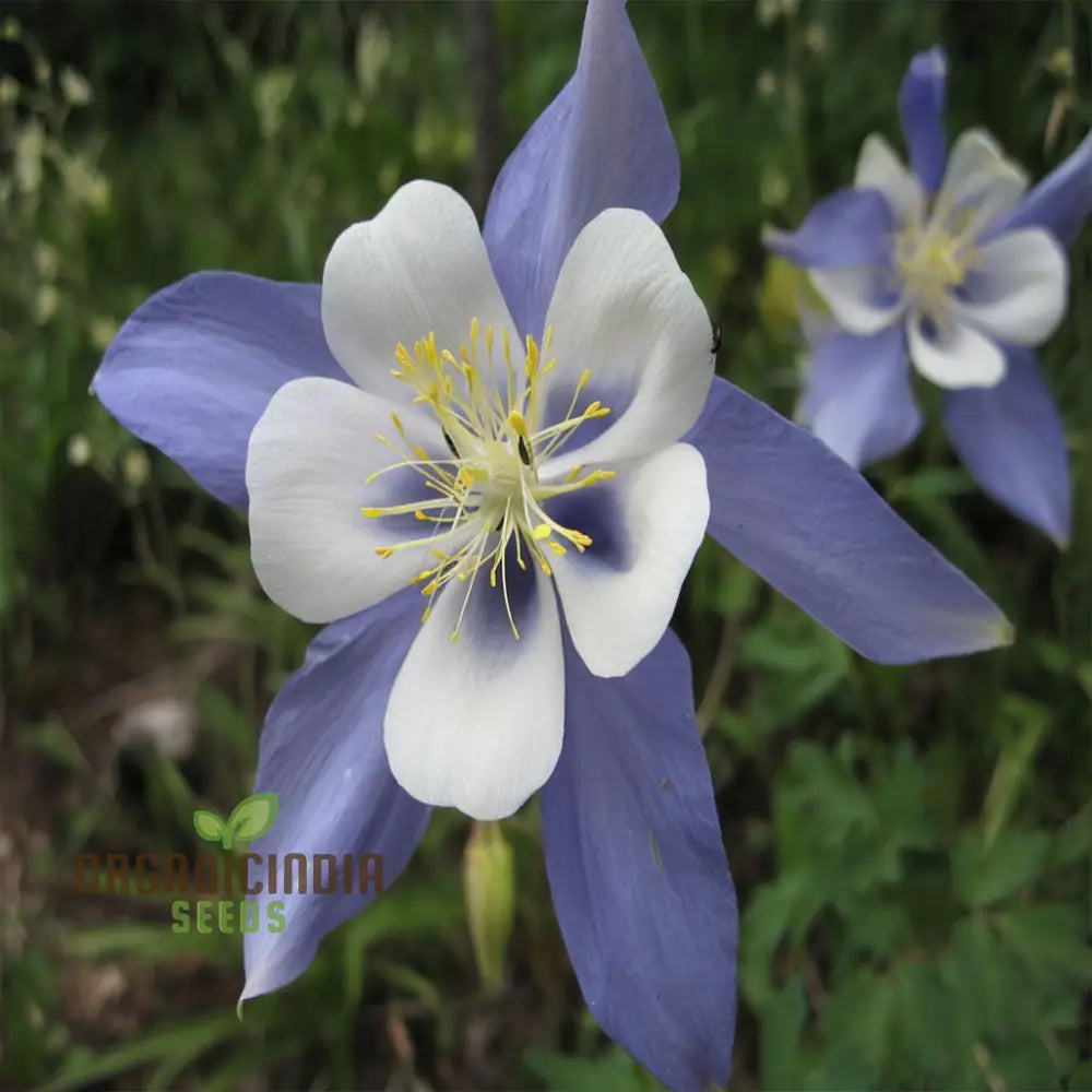 Aquilegia Blue Columbine Flower Seeds - Delicate Blooms For Enchanting Garden Borders Seeds