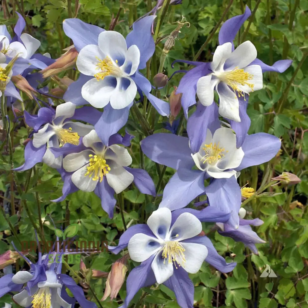 Aquilegia Blue Columbine Flower Seeds - Delicate Blooms For Enchanting Garden Borders Seeds