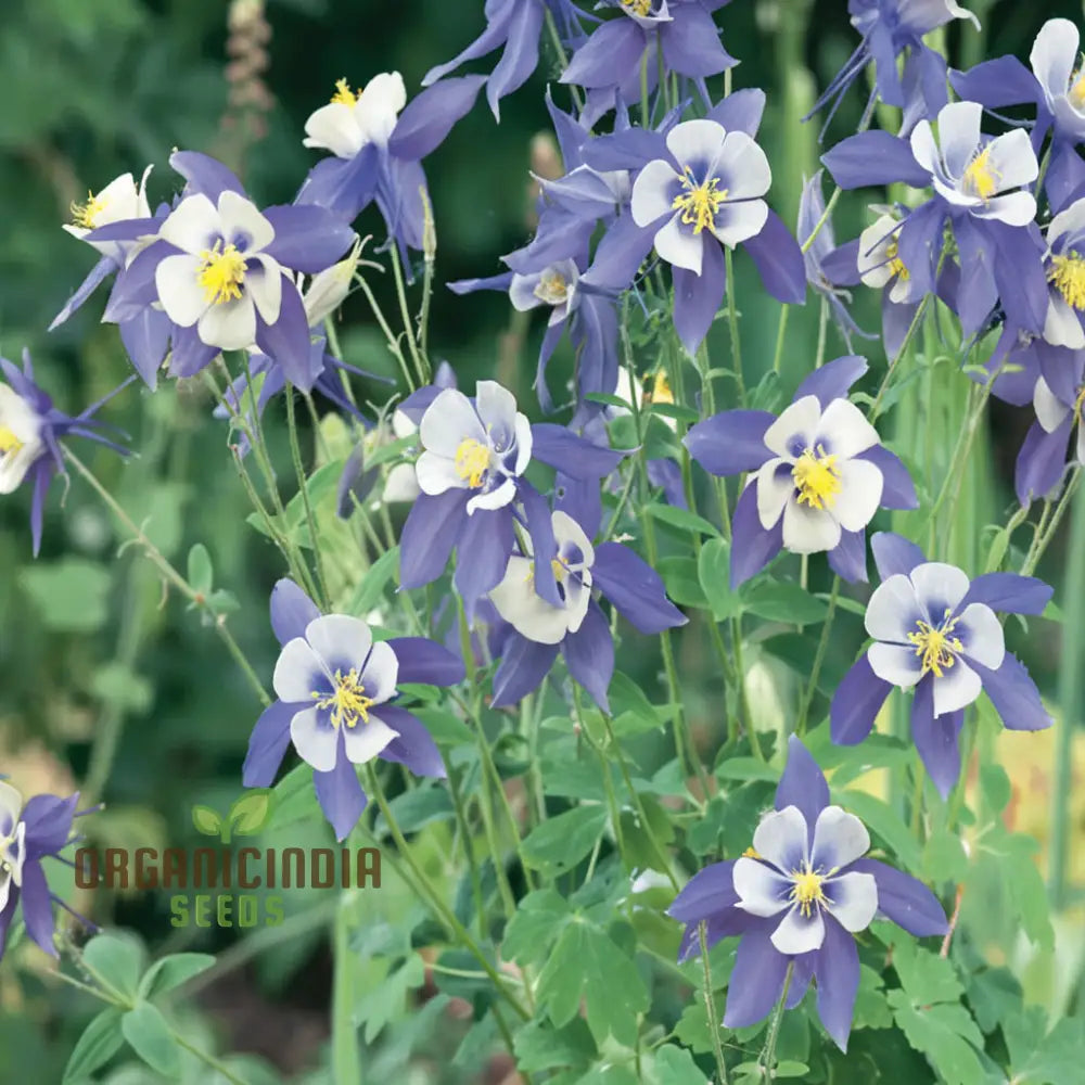 Aquilegia Blue Columbine Flower Seeds - Delicate Blooms For Enchanting Garden Borders Seeds