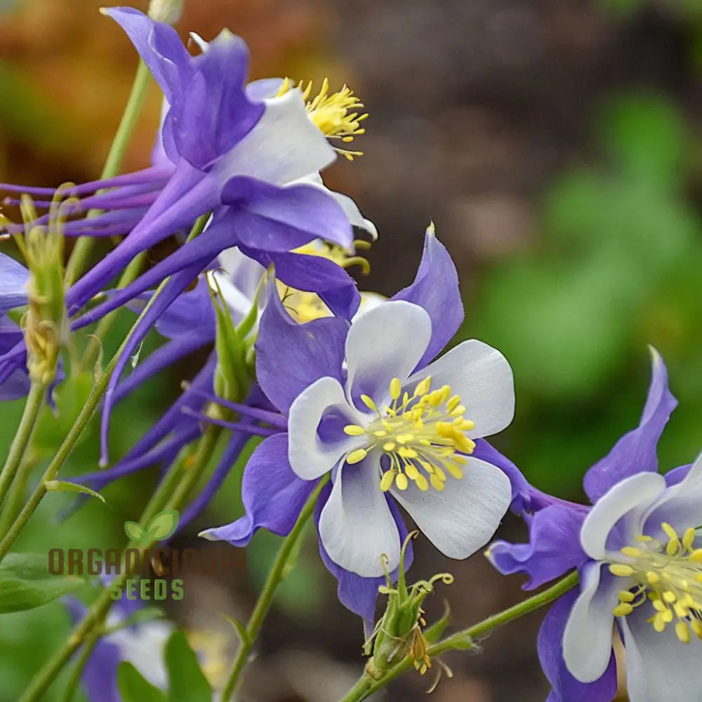 Aquilegia Blue Columbine Flower Seeds - Delicate Blooms For Enchanting Garden Borders Seeds