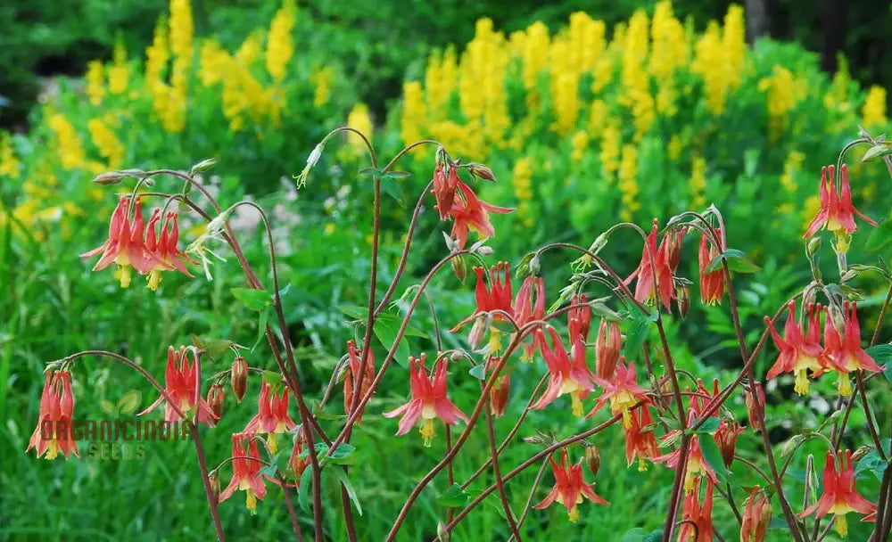 Aquilegia Canadensis Seeds - Hardy Columbine Perennial Gardening