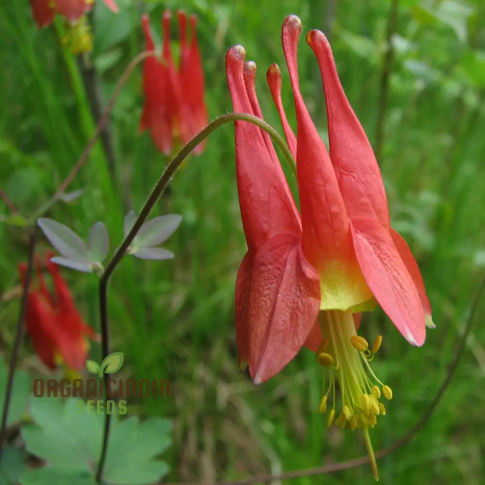 Aquilegia Canadensis Seeds - Hardy Columbine Perennial Gardening