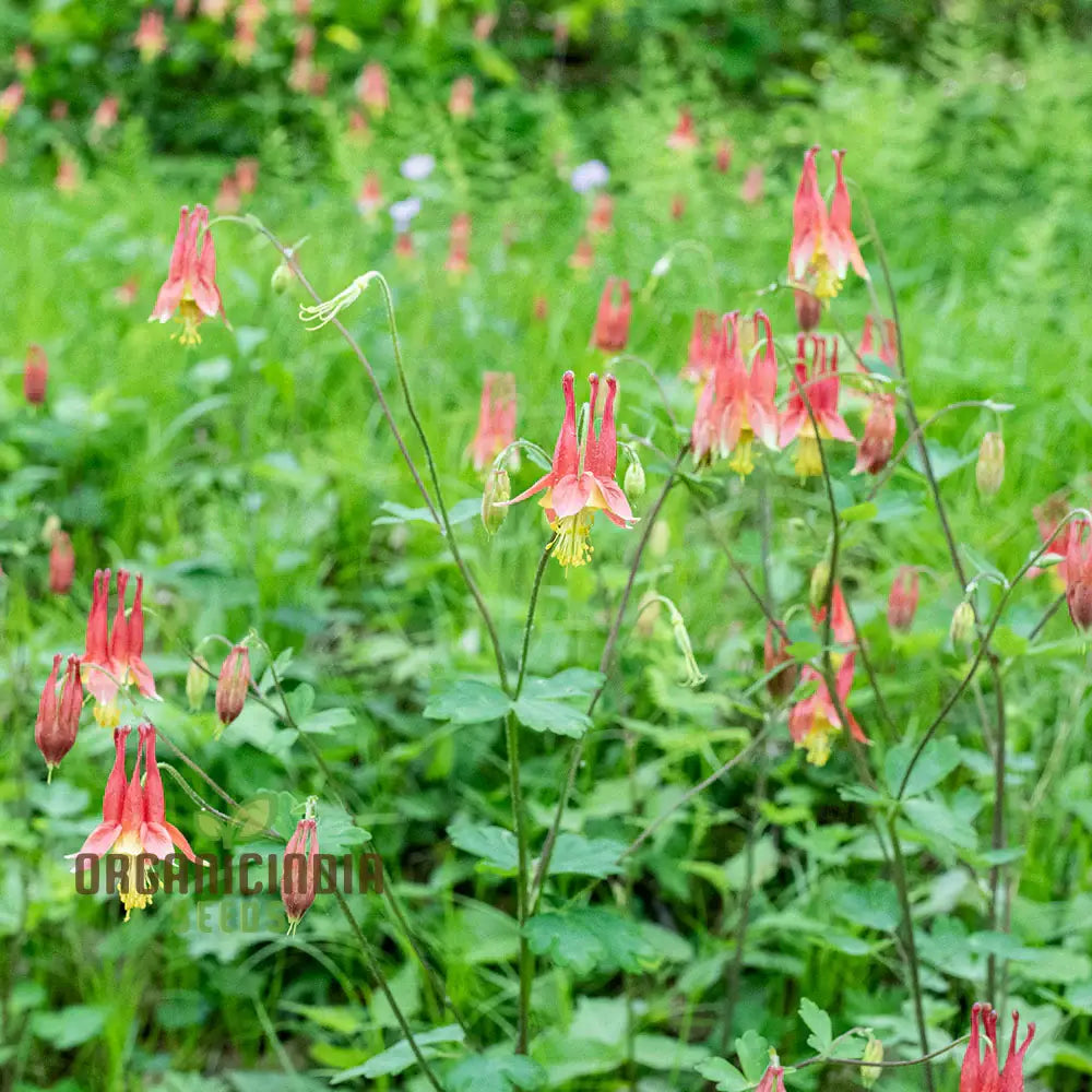 Aquilegia Canadensis Seeds - Hardy Columbine Perennial Gardening