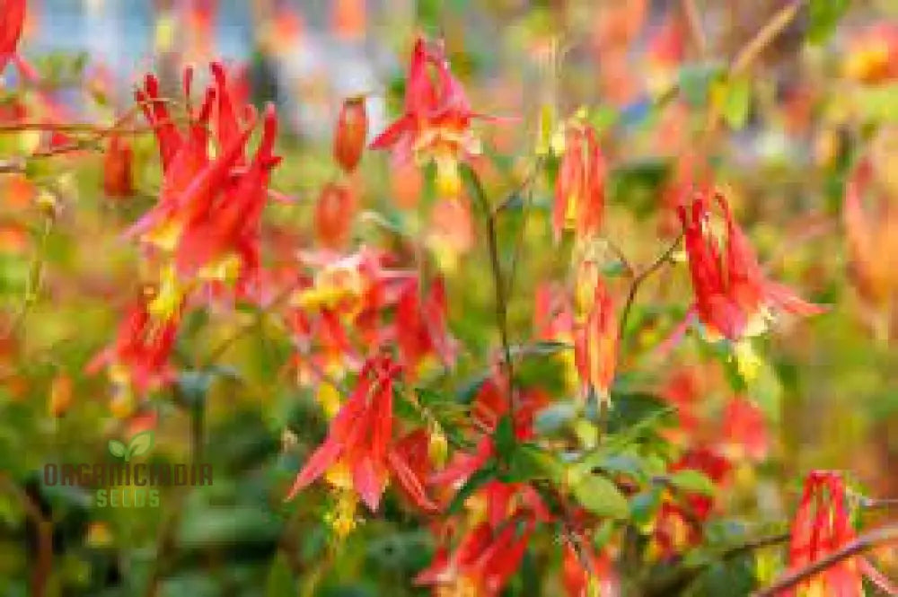 Aquilegia Canadensis Seeds - Hardy Columbine Perennial Gardening