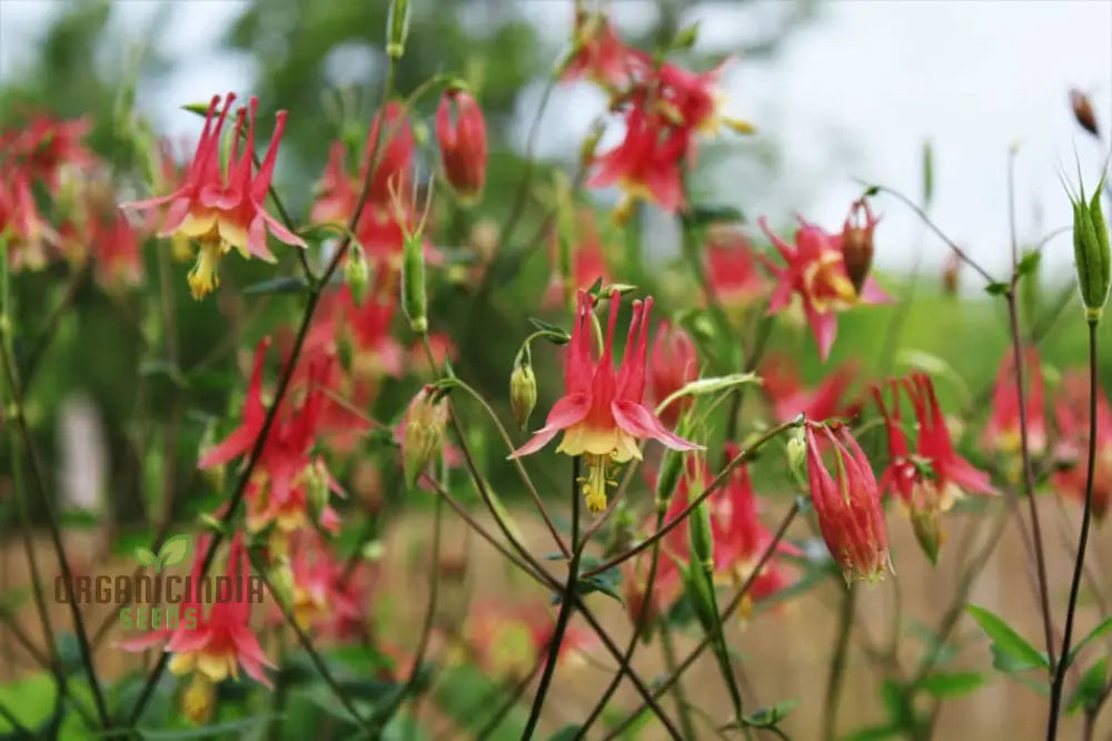 Aquilegia Canadensis Seeds - Hardy Columbine Perennial Gardening