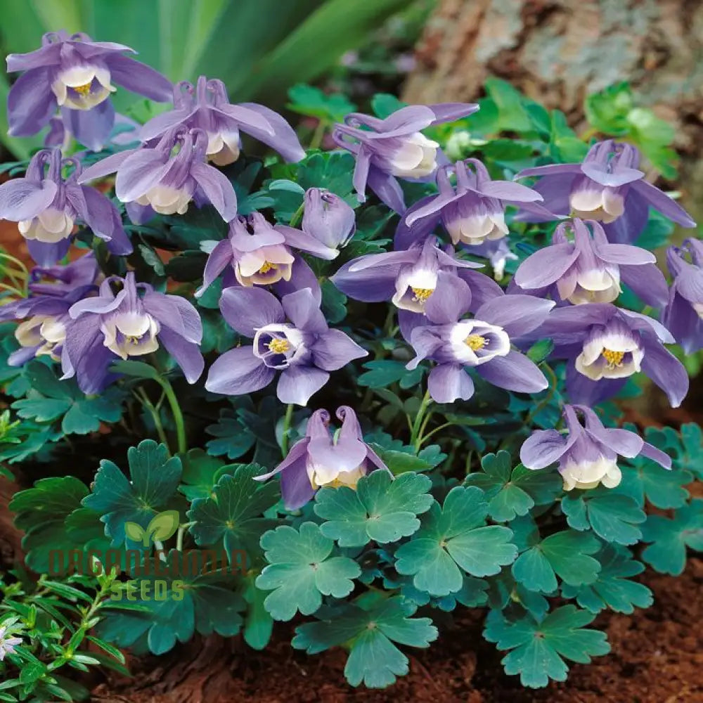 Aquilegia Flabellata Double Mix Seeds For Gardening Enthusiasts - Rare Columbine Flowers Easy To