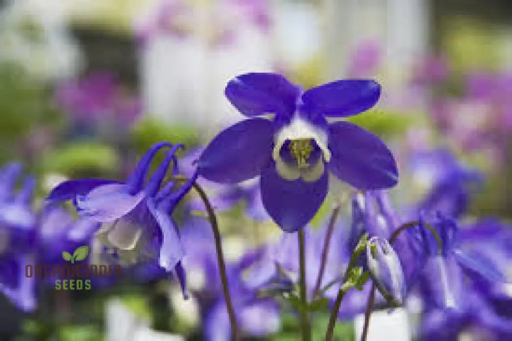 Aquilegia Flabellata Double Mix Seeds For Gardening Enthusiasts - Rare Columbine Flowers Easy To