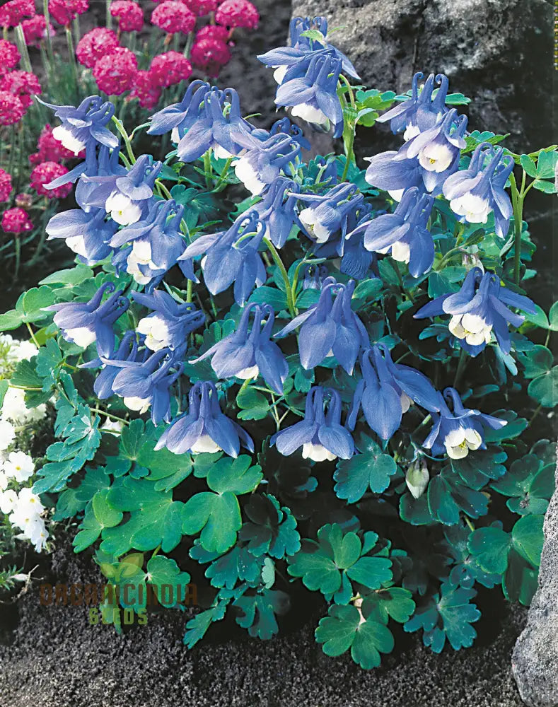 Aquilegia Flabellata Double Mix Seeds For Gardening Enthusiasts - Rare Columbine Flowers Easy To