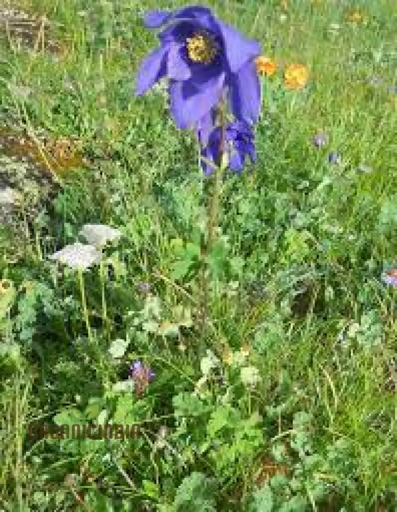 Aquilegia Glandulosa Seeds For Gardening Enthusiasts | Rare Columbine Flower