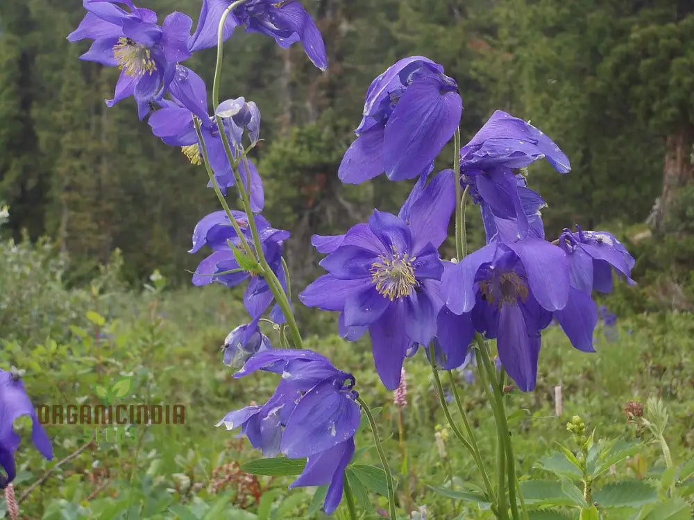 Aquilegia Glandulosa Seeds For Gardening Enthusiasts | Rare Columbine Flower