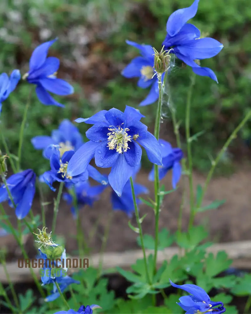 Aquilegia Glandulosa Seeds For Gardening Enthusiasts | Rare Columbine Flower