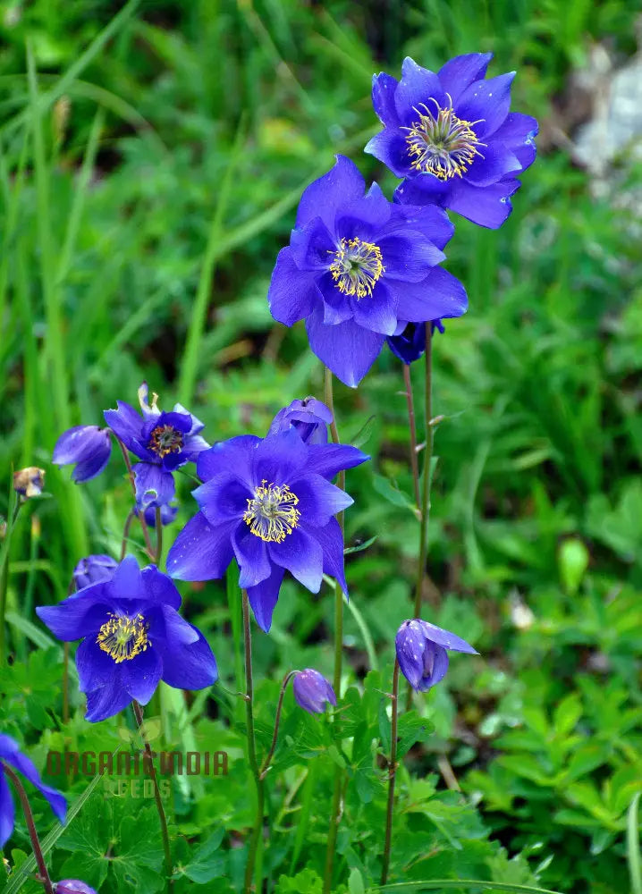 Aquilegia Glandulosa Seeds For Gardening Enthusiasts | Rare Columbine Flower