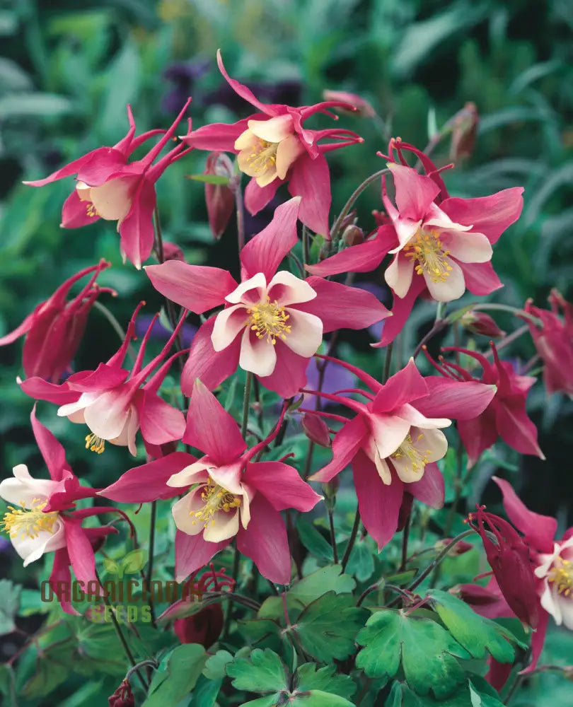 Aquilegia Mixed Species Cultivars And Forms Seeds - Gardening Delights For Enthusiasts