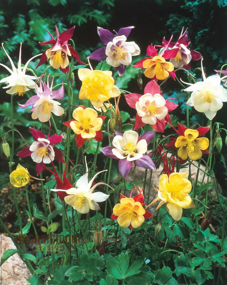 Aquilegia Mixed Species Cultivars And Forms Seeds - Gardening Delights For Enthusiasts