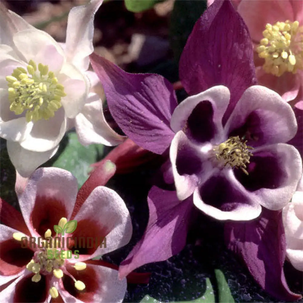 Aquilegia Mixed Species Cultivars And Forms Seeds - Gardening Delights For Enthusiasts