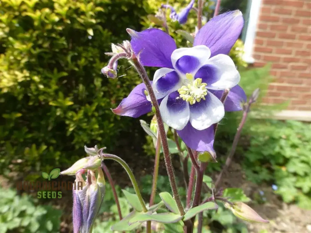 Aquilegia Mixed Species Cultivars And Forms Seeds - Gardening Delights For Enthusiasts