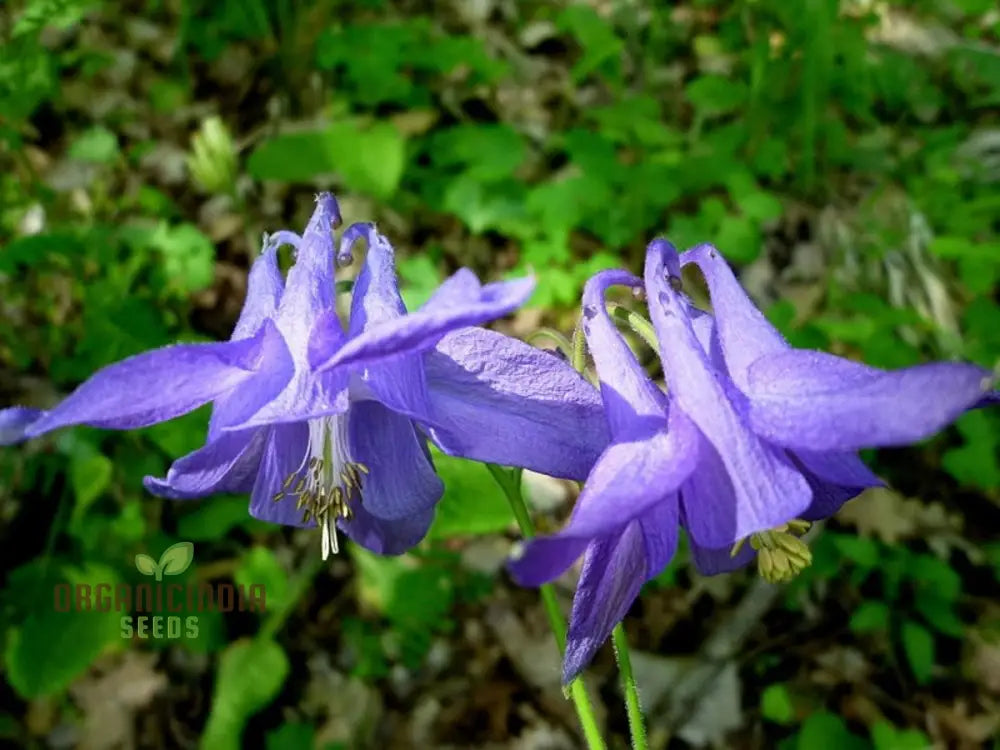 Aquilegia Pyrenaica Seeds For Gardening - Beautiful And Hardy Perennial Flower Your Home Garden