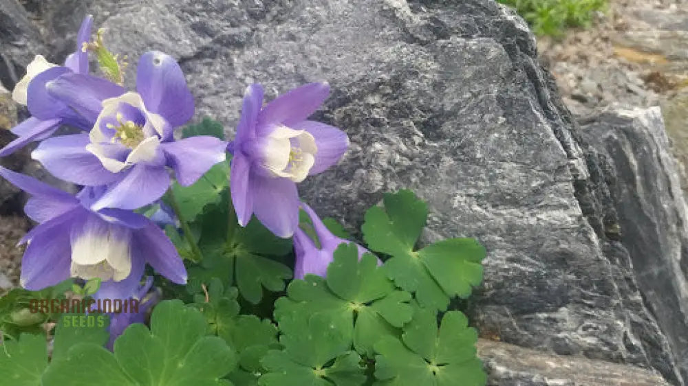 Aquilegia Pyrenaica Seeds For Gardening - Beautiful And Hardy Perennial Flower Your Home Garden