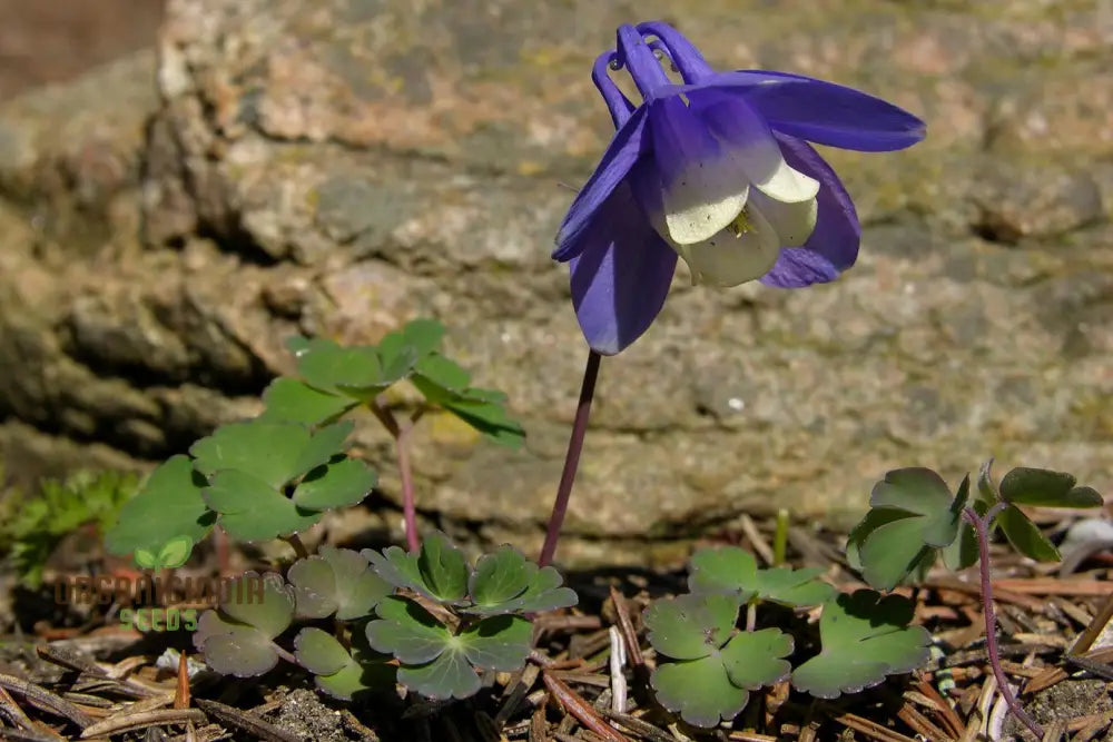 Aquilegia Pyrenaica Seeds For Gardening - Beautiful And Hardy Perennial Flower Your Home Garden