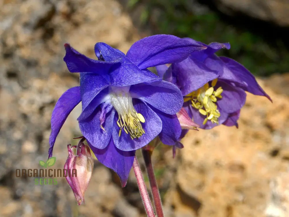 Aquilegia Pyrenaica Seeds For Gardening - Beautiful And Hardy Perennial Flower Your Home Garden